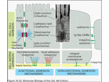 Iekaisums Inflammation