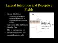 Lateral Inhibition and Receptive Fields PowerPoint PPT Presentation