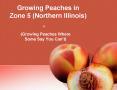Growing Peaches in Zone 5 Northern Illinois PowerPoint PPT Presentation