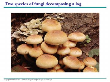 Two species of fungi decomposing a log