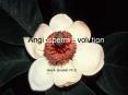 Angiosperm Evolution PowerPoint PPT Presentation