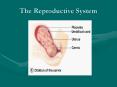 The Reproductive System PowerPoint PPT Presentation