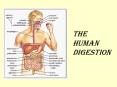 The Human Digestion PowerPoint PPT Presentation