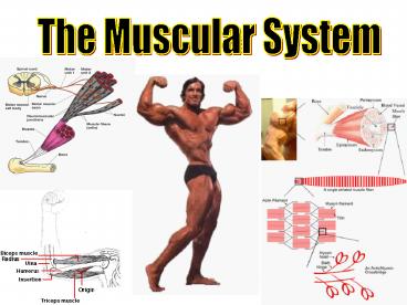 The Muscular System