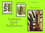 Getting%20to%20Know%20the%20Bamboos