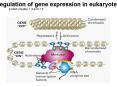Regulation of gene expression in eukaryotes PowerPoint PPT Presentation