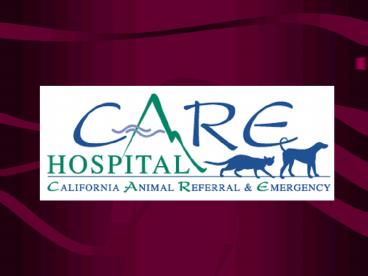 Deanna Purvis, VMD, DipACVECC