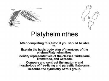 Platyhelminthes