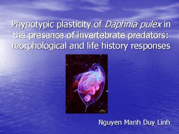 Phynotypic plasticity of Daphnia pulex in the presence of invertebrate predators: morphological and