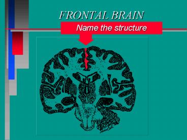 FRONTAL BRAIN