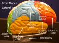 CEREBELLUM PowerPoint PPT Presentation