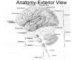 AnatomyExterior View PowerPoint PPT Presentation