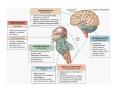 Sulci (sulcus)  PowerPoint PPT Presentation