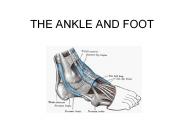 THE ANKLE AND FOOT