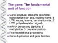 The gene: The fundamental unit of function PowerPoint PPT Presentation