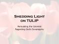 Shedding Light on TULIP PowerPoint PPT Presentation