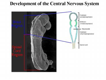 Development of the Central Nervous System presentation | free to view