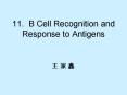11. B Cell Recognition and Response to Antigens PowerPoint PPT Presentation