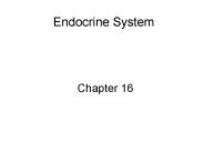 Endocrine System