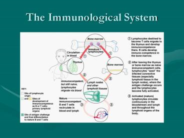 The Immunological System
