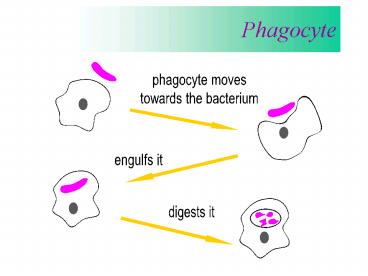 Phagocyte