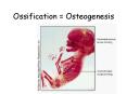Ossification = Osteogenesis PowerPoint PPT Presentation