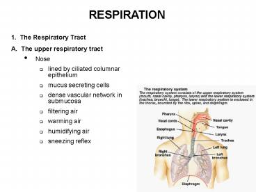 1' The Respiratory Tract