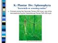 K: Plantae Div: Sphenophyta horsetails or scouring rushes PowerPoint PPT Presentation