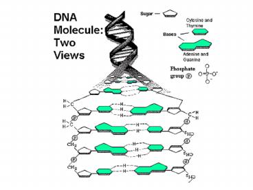 DNA structure