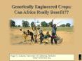 Genetically%20Engineered%20Crops:%20Can%20Africa%20Really%20Benefit?? PowerPoint PPT Presentation