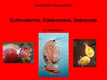 Ocean532 Zooplankton Echinoderms, Cladocerans, Ostracods or ECOZoops