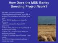 How Does the MSU Barley Breeding Project Work PowerPoint PPT Presentation