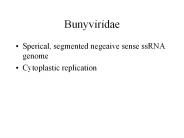 Bunyviridae