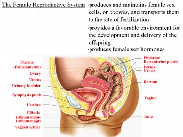 The Female Reproductive System