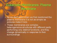 Eukaryotic Membranes: Plasma Membrane