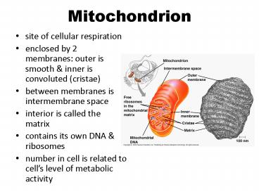 Mitochondrion