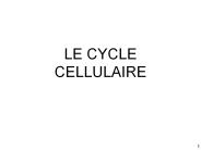 LE CYCLE CELLULAIRE