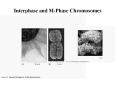 Interphase%20and%20M-Phase%20Chromosomes PowerPoint PPT Presentation