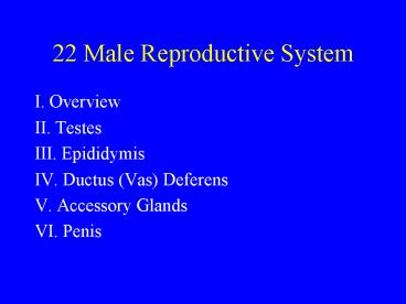 22 Male Reproductive System