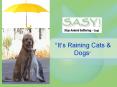 Its Raining Cats PowerPoint PPT Presentation