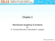 Membrane targeting of proteins