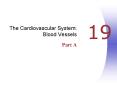 The Cardiovascular System: Blood Vessels PowerPoint PPT Presentation