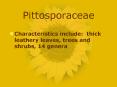 Pittosporaceae PowerPoint PPT Presentation