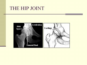 THE HIP JOINT