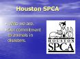 Houston SPCA PowerPoint PPT Presentation