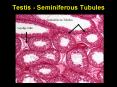 Testis Seminiferous Tubules PowerPoint PPT Presentation