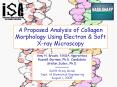 A Proposed Analysis of Collagen Morphology Using Electron PowerPoint PPT Presentation