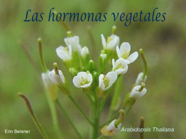 Las hormonas vegetales