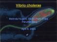 Vibrio cholerae PowerPoint PPT Presentation