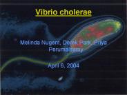 Vibrio cholerae